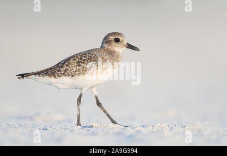 Un pluvier argenté (Pluvialis squatarola Grey) sur une plage de Floride, USA Banque D'Images