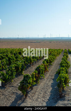 Paysage avec de célèbres vignobles vins sherry en Andalousie, Espagne, doux pedro ximenez ou muscat, ou prêt pour la récolte de raisins palomino, utilisé pour pr Banque D'Images