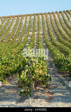 Paysage avec de célèbres vignobles vins sherry en Andalousie, Espagne, doux pedro ximenez ou muscat, ou prêt pour la récolte de raisins palomino, utilisé pour pr Banque D'Images