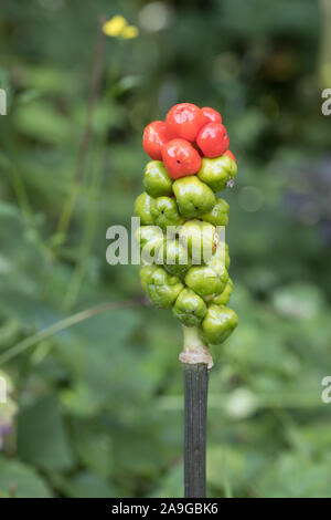 Détails baies rouges et vertes sur la tige de l'arum (Arum maculatum-serpent) avec le fond vert naturel Banque D'Images