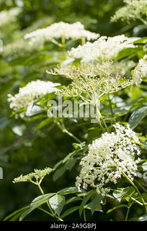 Bush aîné noir à fleurs (Sambucus nigra) à l'extérieur prêt à recueillir des fleurs pour un plateau Banque D'Images