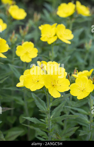 Vue avant de fleurir l'onagre (Oenothera biennis) plusieurs fleurs dans le jardin de plein air avec un fond vert de l'usine Banque D'Images