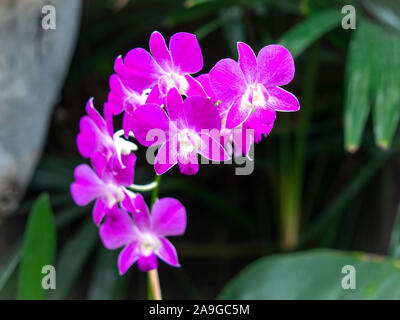 Libre de jolies fleurs orchidée rose vif dans un jardin Banque D'Images