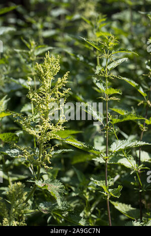 Femelle (gauche) et mâle (à droite) l'ortie (Urtica dioica) ensemble dehors dans l'environnement naturel juste avant la floraison avec un bac flou Banque D'Images