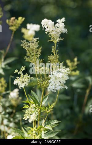 La reine-des-prés (Filipendula ulmaria) à l'environnement naturel extérieur avec un fond vert flou Banque D'Images