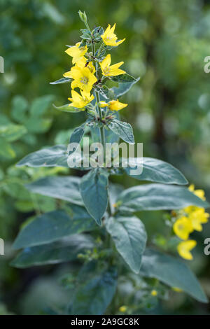 La salicaire pourpre jaune (Lysimachia vulgaris) à l'environnement naturel extérieur avec un fond vert flou Banque D'Images