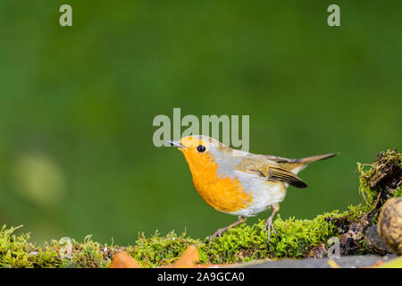 Un mâle de nourriture robin à l'automne en Pays de Galles Banque D'Images