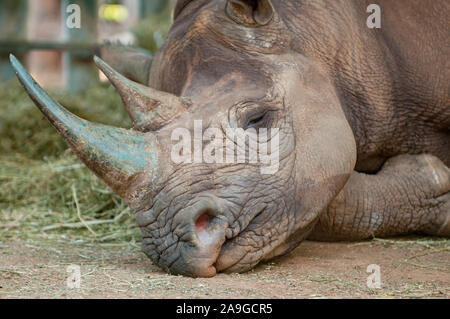 Dormir le rhinocéros noir en Afrique du Sud Banque D'Images