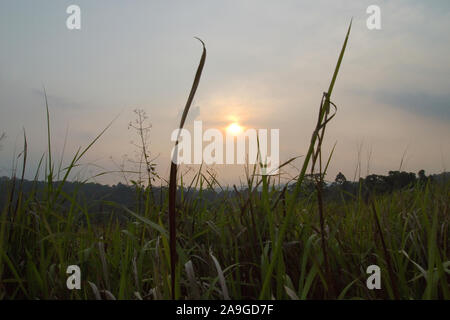 Coucher de soleil sur beau parc de Khao Yai, Thaïlande Banque D'Images