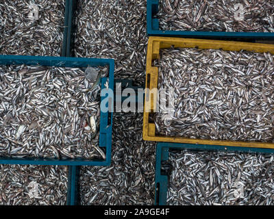 Beaucoup de petits poissons frais dans des boîtes en plastique à la plage Cua Dai à proximité du marché de poissons Hoi An, Vietnam, Asie, à partir du haut vers le bas, la vue perpendiculaire Banque D'Images