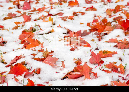 Orange d'automne feuilles d'érable sur le terrain dans la neige blanche Banque D'Images