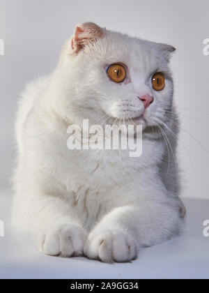 Cute White Cat Cheveux Court Britannique De L Oreille Pliee Cat Photo Stock Alamy