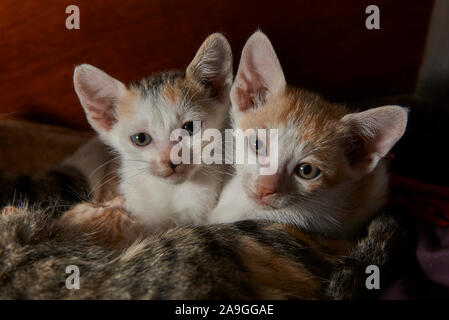 Deux chats mignon bébé Banque D'Images