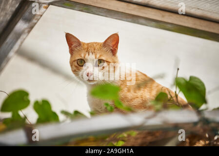 Un mignon chaton orange face close-up Banque D'Images