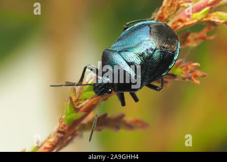 Zicrona caerulea Blue Shieldbug (heather) perché sur la tige. Tipperary, Irlande Banque D'Images