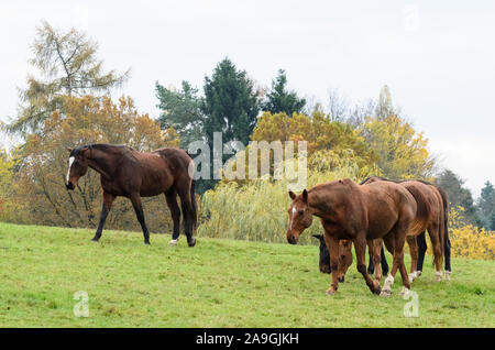 Equus ferus caballus, pâturage cheval domestique sur un pâturage à la campagne en Allemagne Banque D'Images