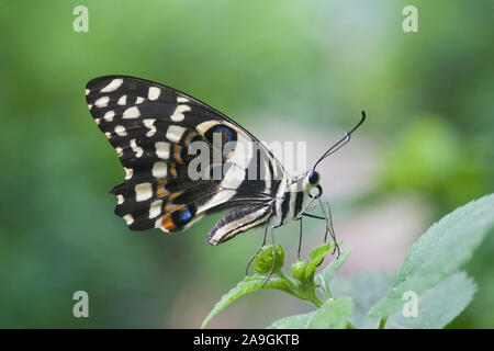 Weihnachts-Schmetterling Afrikanischer (Papilio caravaggio collier style necklace) Banque D'Images