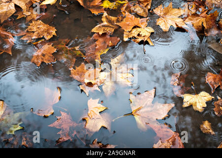 Flaque d'eau de pluie et de feuilles mortes,fin de Novemebr, London,UK Banque D'Images