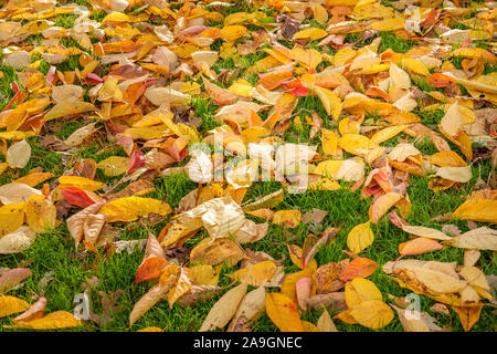 L'automne, les feuilles des arbres , November-Fallen,Hyde Park London,UK Banque D'Images