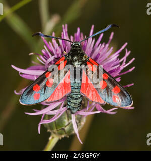 Sechsfleck Widderchen (Zygaena filipendulae) - Six spot burnet moth (Zygaena filipendulae) Banque D'Images