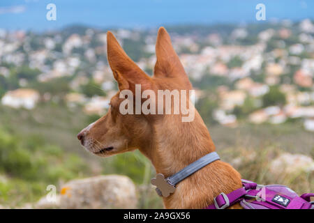 Beau chien à la modélisation et à l'appareil photo avec paysage cutie Banque D'Images