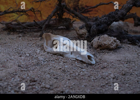 Crâne mystérieux de morts et de long temps pourri animal, peut-être une chèvre, debout sur un sol de sable par la brousse à côté d'une falaise quelque part dans l'mountin Banque D'Images