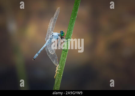 L'Est de l'Pondhawk Erythemis simplicicollis (libellule) perché sur un roseau. Banque D'Images