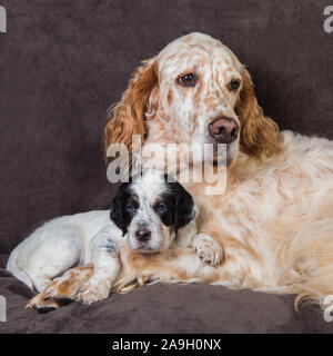 Setter anglais grand chien et chiot mère Banque D'Images