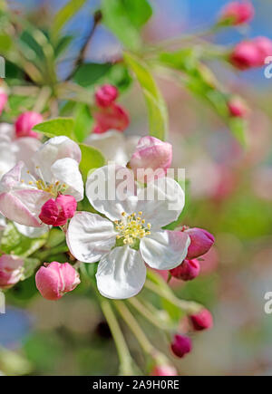 Pommier en fleurs au printemps Banque D'Images