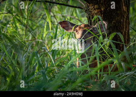 Biche cerf(Odocoileus virginianus) caché dans les bois Banque D'Images