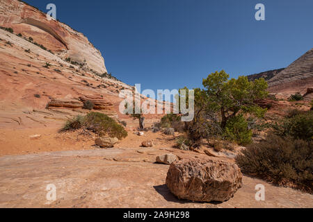 Red rock formations in Zion National Park, États-Unis Banque D'Images