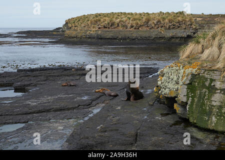 Groupe de la mer du Sud (Otaria flavescens) sur la côte de l'île sombre dans les îles Falkland. Banque D'Images