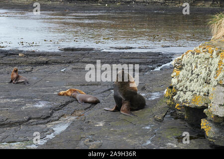 Groupe de la mer du Sud (Otaria flavescens) sur la côte de l'île sombre dans les îles Falkland. Banque D'Images