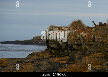 Manchot de Magellan (Spheniscus magellanicus) avec vue sur la mer depuis les falaises de l'île sombre dans les îles Falkland. Banque D'Images