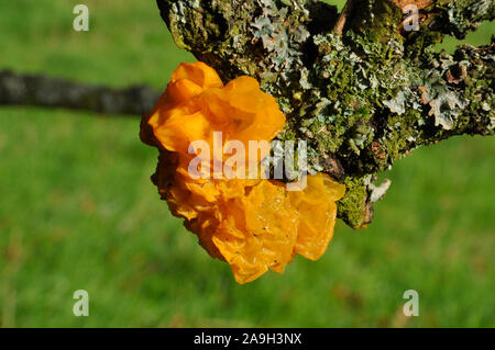 Cerveau jaune doré ou champignon champignon gelée (Tremella mesenterica), Tremellaceae, sur chêne, Somerset, UK Banque D'Images