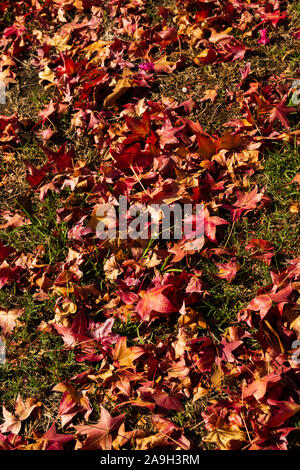 La couleur de l'automne d'automne sur les feuilles tombées au sol. Californie, États-Unis d'Amérique. Banque D'Images