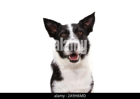 Portrait happy black border collie. Isolé sur fond blanc. Banque D'Images