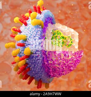 Virus varicelle-zona, illustration Banque D'Images