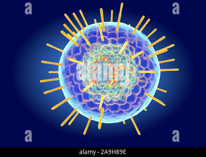 La structure du virus de l'Herpès simplex, illustration Banque D'Images