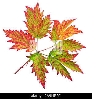 Atumn leaf against white background Banque D'Images