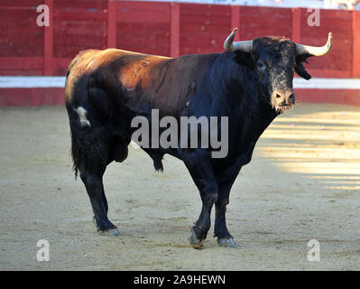 Forte et en colère bull en espagne Banque D'Images