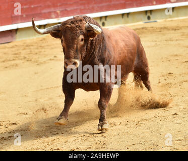 Forte et en colère bull en espagne Banque D'Images