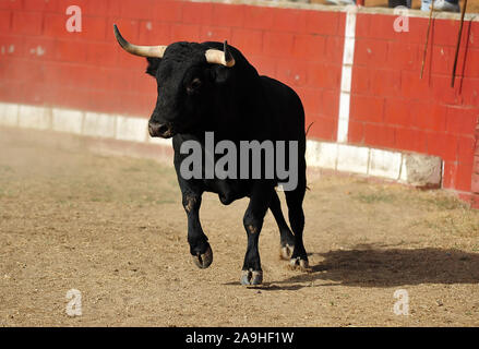 Forte et en colère bull en espagne Banque D'Images