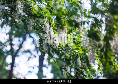 Abeille recueille le nectar des fleurs blanches d'acacia tree. Les grappes en fleurs d'acacia. Plante printemps miel. Recueillir le nectar. Branches de robinier, R Banque D'Images