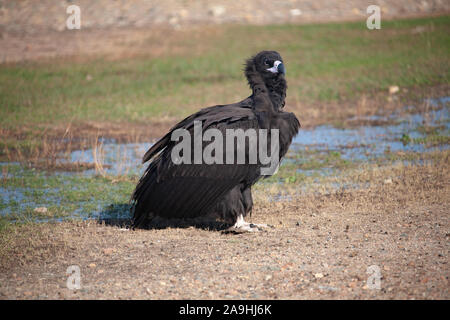 Cinereous Vulture noir de Mongolie ou Coprinus monachus Banque D'Images