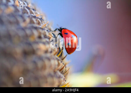 Macro de coccinelle sur un brin d'herbe dans le soleil du matin Banque D'Images