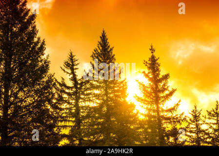 La lumière du soleil jaune vif briser nuageux avec des arbres qui se profile. Banque D'Images