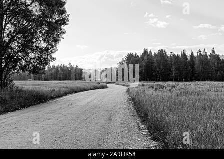 Route pittoresque de campagne menant à travers des champs herbeux vers la forêt de pins au-delà sous ciel voilé. Banque D'Images