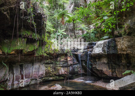 Jardin de mousse, le Parc National de Carnarvon Gorge Queensland Australie Banque D'Images