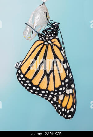 Papillon monarque nouvellement émergés danaus plexippus sécher ses ailes - sur un fond bleu Banque D'Images